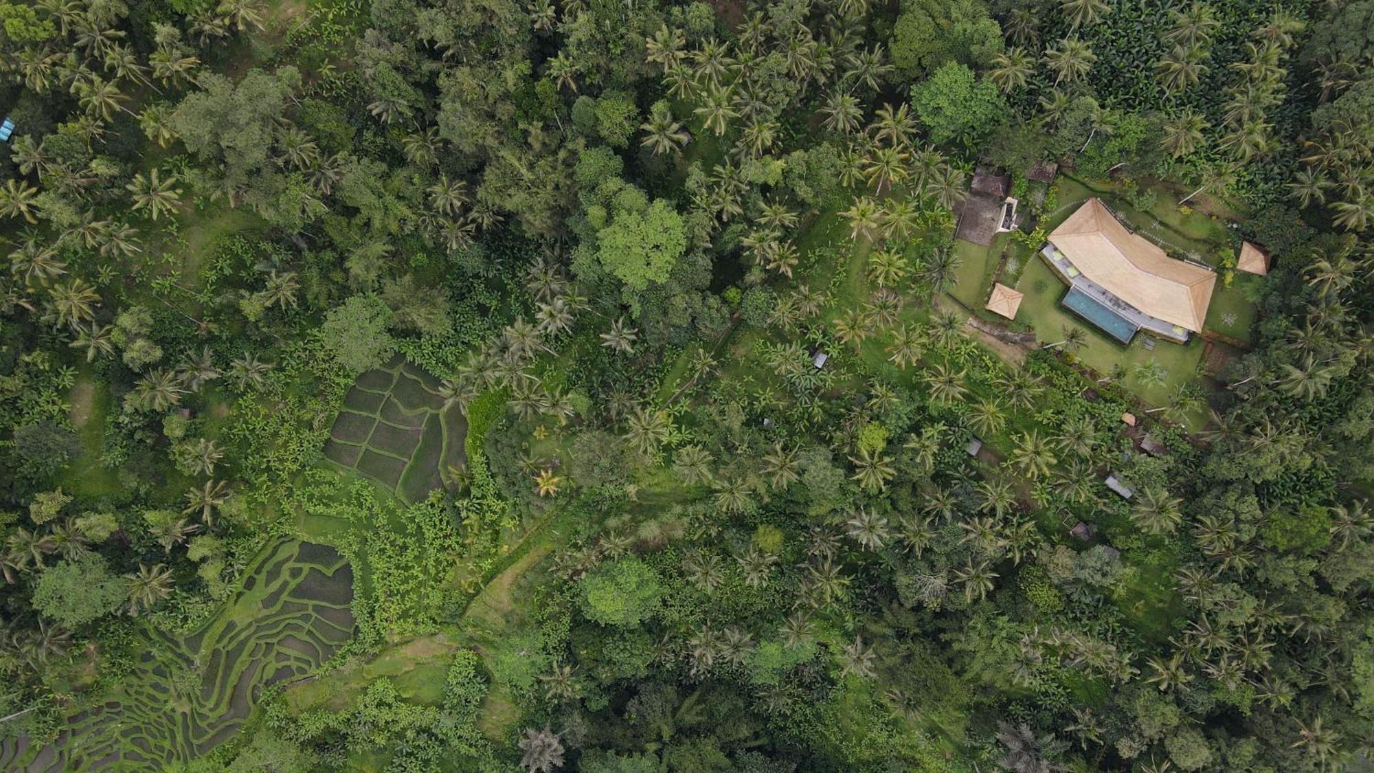 Villa Themma Jungle - Sumptuous 3Br Luxury Villa With Majestic Jungle View North Of Ubud Exterior photo